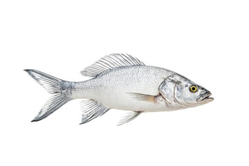 Fototapeta premium Silver Perch Fish Isolated on White Background