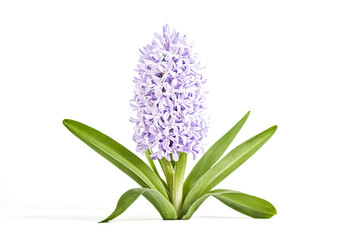 Obraz premium Purple Hyacinth Flower Isolated on White Background