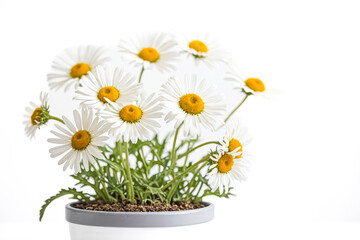White Daisies in a Pot