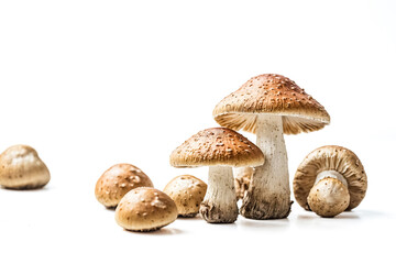 Fototapeta premium Group of Mushrooms on White Background