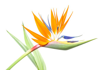Bird of Paradise Flower Isolated on White Background