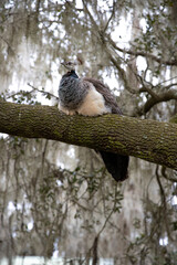 Female peacock perched on a tree branch, blending into the natural surroundings with shades of brown and tan.