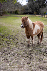 Adorable brown and white paint miniature pony standing in a field with trees in the background.