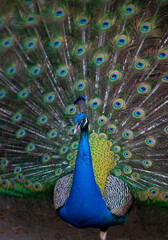 Obraz premium peacock with tail feathers out