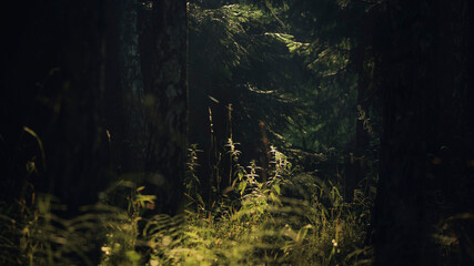Morning in a dense forest