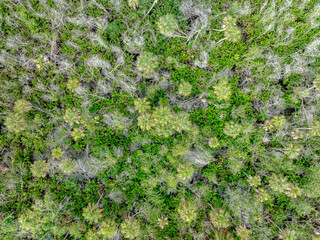 Drone view of forest 