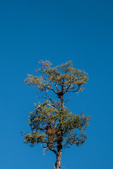 tree in the sky