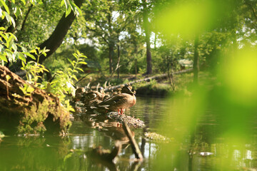 Ducks on the lake in summer, selective focus. Several ducks are sitting on a log in the water. Birds in nature, park. A family of ducks in a lake near the shore. Wild nature