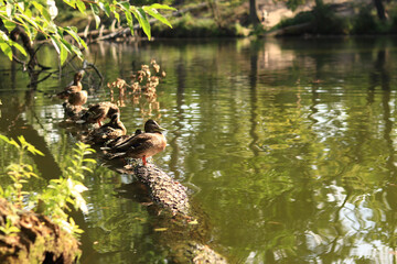 Ducks on the lake in summer, selective focus. Several ducks are sitting on a log in the water. Birds in nature, park. A family of ducks in a lake near the shore. Wild nature