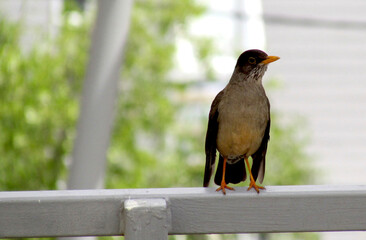 bird on a bench