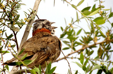 bird on a branch