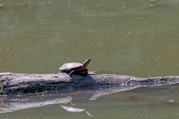 Fototapeta premium The painted turtle (Chrysemys picta) is the most widespread native turtle of North America