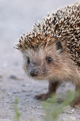 Close-up of a small hedgehog looking directly at the camera
