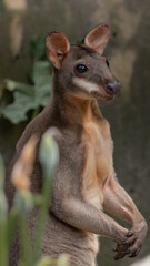 Beautiful cute brown kangaroo shot in profile close-up, looking to the side on a summer day
