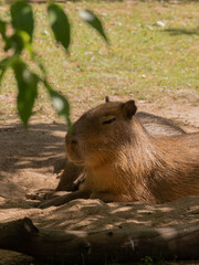 Capybara lies with closed eyes under a tree close-up on a sunny summer day