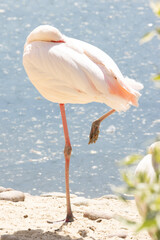 A pink flamingo stands on one leg near a pond, light photo