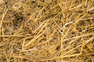 Dry Straw Texture.