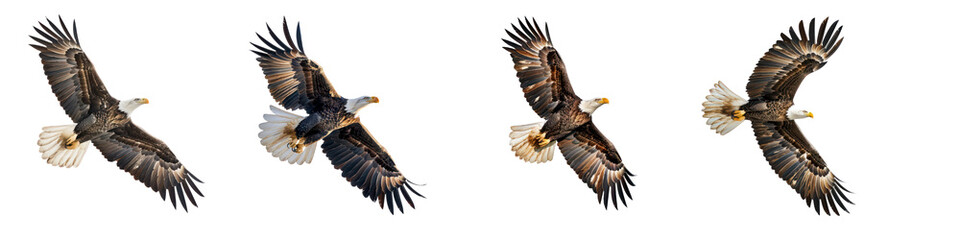 Obraz premium Set of Bald Eagle Flying Isolated on Transparent Background