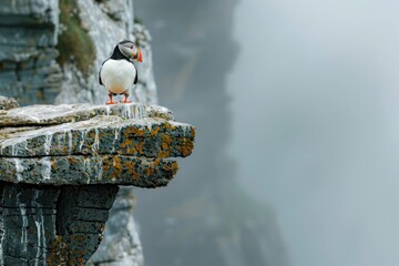 Fototapeta premium A bird is perched on a rock ledge in a foggy, misty atmosphere