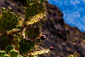 Opuntia ficus-indica pertenece a la familia de Cactaceae.