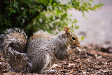 Eastern gray squirrel (Sciurus carolinensis) munching