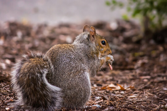 Eastern gray squirrel (Sciurus carolinensis) eating dinner