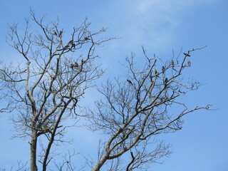 A flock of tree swallows perched in a tree, under a blue sky. Bombay Hook National Wildlife Refuge, Kent County, Delaware. 