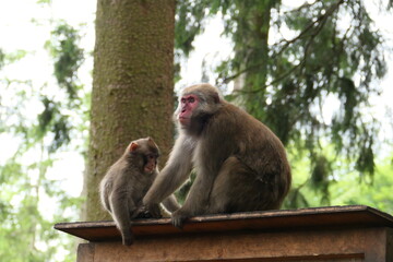 Japanmakak, Mutter mit Kind (6)