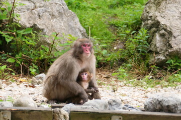 Japanmakak, Mutter mit Kind (5)