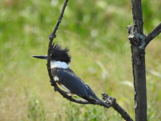A female, belted kingfisher, perched on a branch within the woodland forest of the Bombay Hook National Wildlife Refuge, Kent County, Delaware.