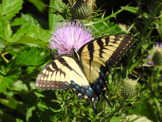 Eastern tiger swallow butterfly feeding on the nectar within a purple thistle wildflower. Bombay Hook National Wildlife Refuge, Kent County, Delaware.