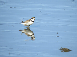 A semipalmated plover wading through the muddy wetlands within the Bombay Hook National Wildlife Refuge, Kent County, Delaware.