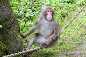 Japanmakak beim futtern (1)