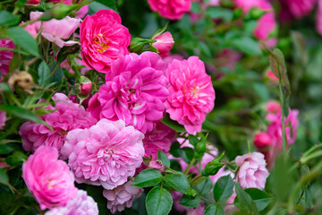 pink roses on a background of green leaves