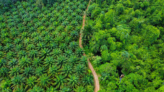 A palmoil farm next to a jungle in Thailand, separated by a path and a small stream, seen from above
