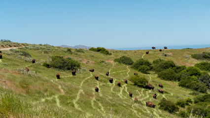 Obraz premium Field of Bison Grazing 