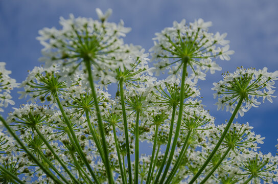 hogweed plant Heracleum umbelliferous against a blue sky, inflorescences pointing upwards