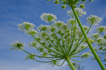 hogweed plant Heracleum umbelliferous against a blue sky, inflorescences pointing upwards