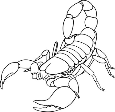 recommend clip art: Scorpion, vector outline illustration of a scorpion
