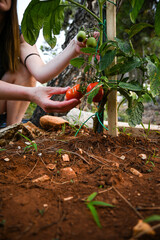 Farmer is picking a ripe red tomato from her plant in her garden