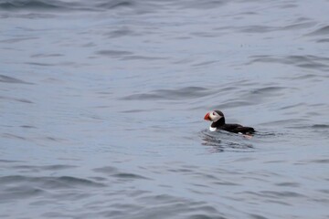 Adult Atlantic Puffin