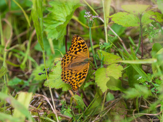 Silver-washed Fritillary. Wings Open.