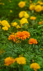 Beautiful orange flower front view warm vibe - Ready to use Premium image high detail.