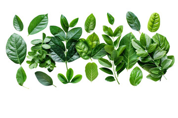 Fototapeta premium A cluster of fresh green leaves, separated on a pristine white background, showcasing their lush color and texture