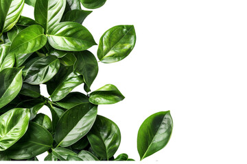 Obraz premium A cluster of fresh green leaves, separated on a pristine white background, showcasing their lush color and texture