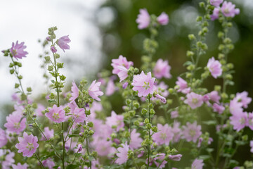 Musk Mallow, Malva moschata, in flower. Musk-mallow flowers with their pink petals. Summer flower background.