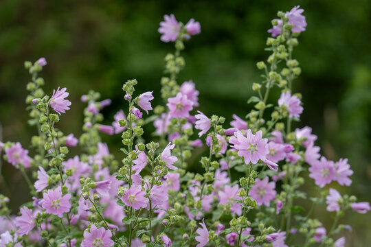 Musk Mallow, Malva moschata, in flower. Musk-mallow flowers with their pink petals. Summer flower background.