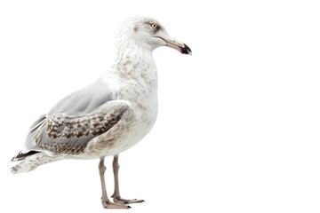 Obraz premium Close-up of a seagull standing, separated on a pristine white background, highlighting its sharp features and elegant plumage