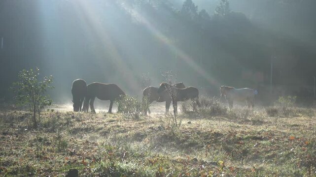 Caballos recibiendo un rayo de luz