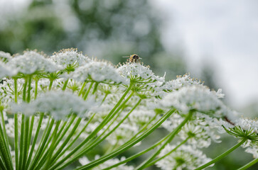 Umbelliferous plant Heracleum hogweed grows and blooms